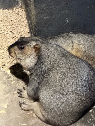 -酷嗒动物文化乐园(cutezoo西溪乐天城店)