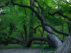 -上海共青森林公园