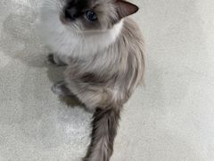 -藏猫猫咖啡主题馆(中央大道店)