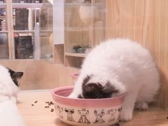 -屋虎猫馆(宝安大仟里店)