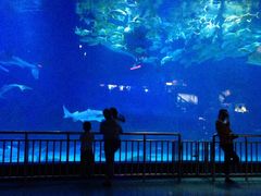 -烟台海昌鲸鲨海洋公园