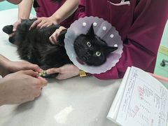 -北京观赏动物医院·24小时大型综合·猫专科·异宠专科