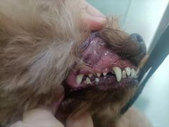 -博特宠物医院24h犬猫全科.骨科·异宠