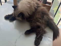 -喵园·猫主题咖啡厅·撸猫·猫咖(国贸店)