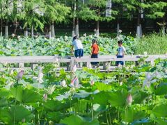 -金银湖国家城市湿地公园