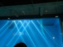 -芜湖新华联大白鲸海洋公园