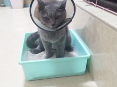 -瑞鹏宠物医院·骨科·猫科·内科(第一中心)