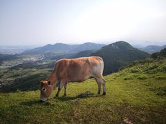 -大姆山草场