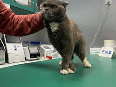 -瑞派申生动物医院·24H夜诊·国际动物医疗中心·骨外科(吴中路店)