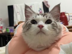 -北京观赏动物医院·24小时大型综合·猫专科·异宠专科