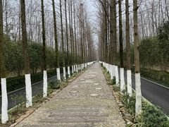 -合肥滨湖国家森林公园