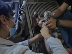 -喜多萌中农锦绣动物医院24H·猫科·牙科MRI·CT
