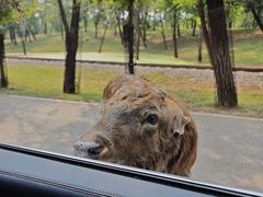 -秦皇岛野生动物园