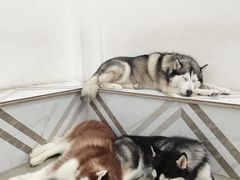 -星多哈·狗咖·拼豆·咖啡