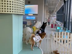 -怪兽屋·羊驼·猫咖·狗咖(俊华广场店)