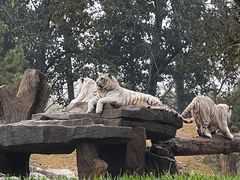 -北京野生动物园