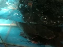 -花千代秘制烤鱼(曼哈顿店)