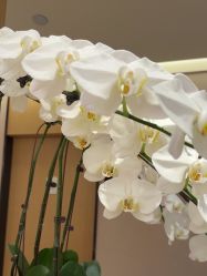 -Yestar杭州艺星医疗美容医院