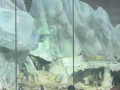 -帝企鹅自助餐厅•儿童岛•真企鹅(长隆企鹅酒店)