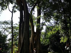 -瑞丽独树成林风景区