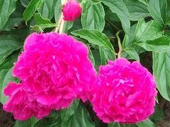 -长春公园(普阳街道)