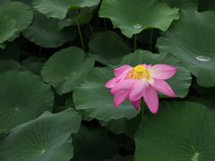 -荷塘月色湿地公园·向阳花洲