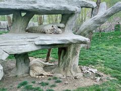 -北京野生动物园