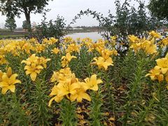 -荷兰花海