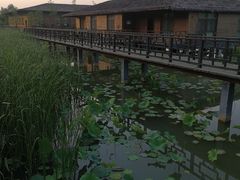 -泗洪洪泽湖湿地景区