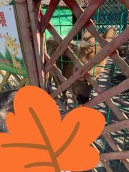 -萌宠亲子动物乐园(槐房万达店)