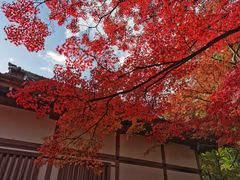 -常寂光寺