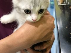 -瑞鹏宠物医院·爱宠堂·骨外专科(西荷分院)