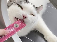 -喵园·猫主题咖啡厅·撸猫·猫咖(国贸店)