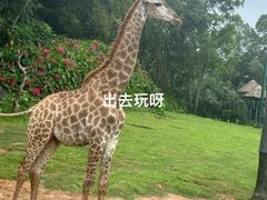 -广州长隆野生动物世界
