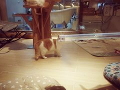 -momokira米努特·德文卷毛猫·棉花面纱犬
