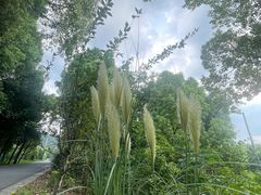 -树山生态村