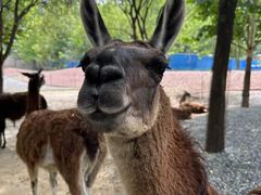 -北京野生动物园