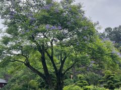 -铁山坪森林公园