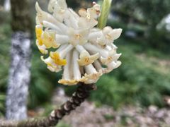 -金鸡湖桃花岛