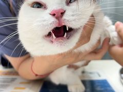 -伟伟宠物医院·CT影像中心·瑞派犬猫综合性门诊(汉口总院)