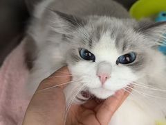 -心仪动物医院·牙专科·肿瘤·心脏科(西客站院)