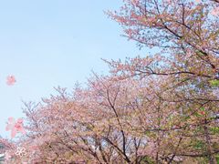 -武汉大学-樱园