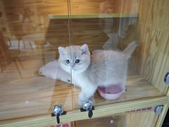 -小猫来了猫舍(福田店)