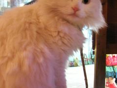 -Babycat私家御饼屋(龙头路一店)