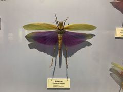 -国家自然博物馆