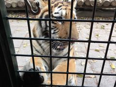 -深圳野生动物园
