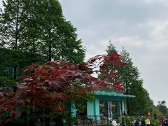 -铁山坪森林公园