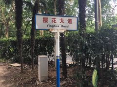 -武汉大学-樱园