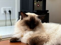 -有猫主题·治愈系猫咖(曾厝垵店)