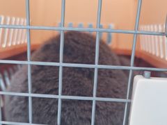 -艾贝尔宠物医院·24H转诊中心·肿瘤猫专科(江宁双龙店)